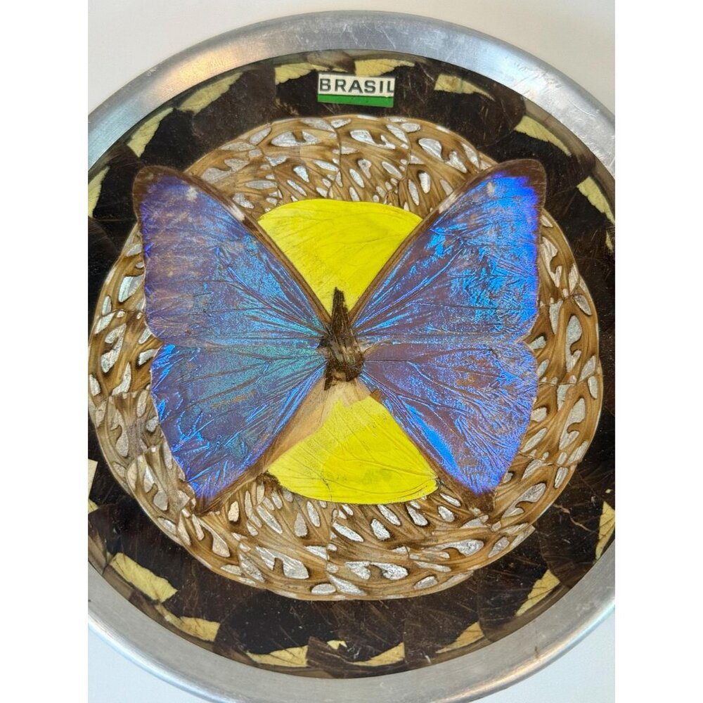 Taxidermy Wall Art | Bubble Glass Gem Rocks  - Morphos Nymphalidae Vintage Brazi - Picture 4 of 9